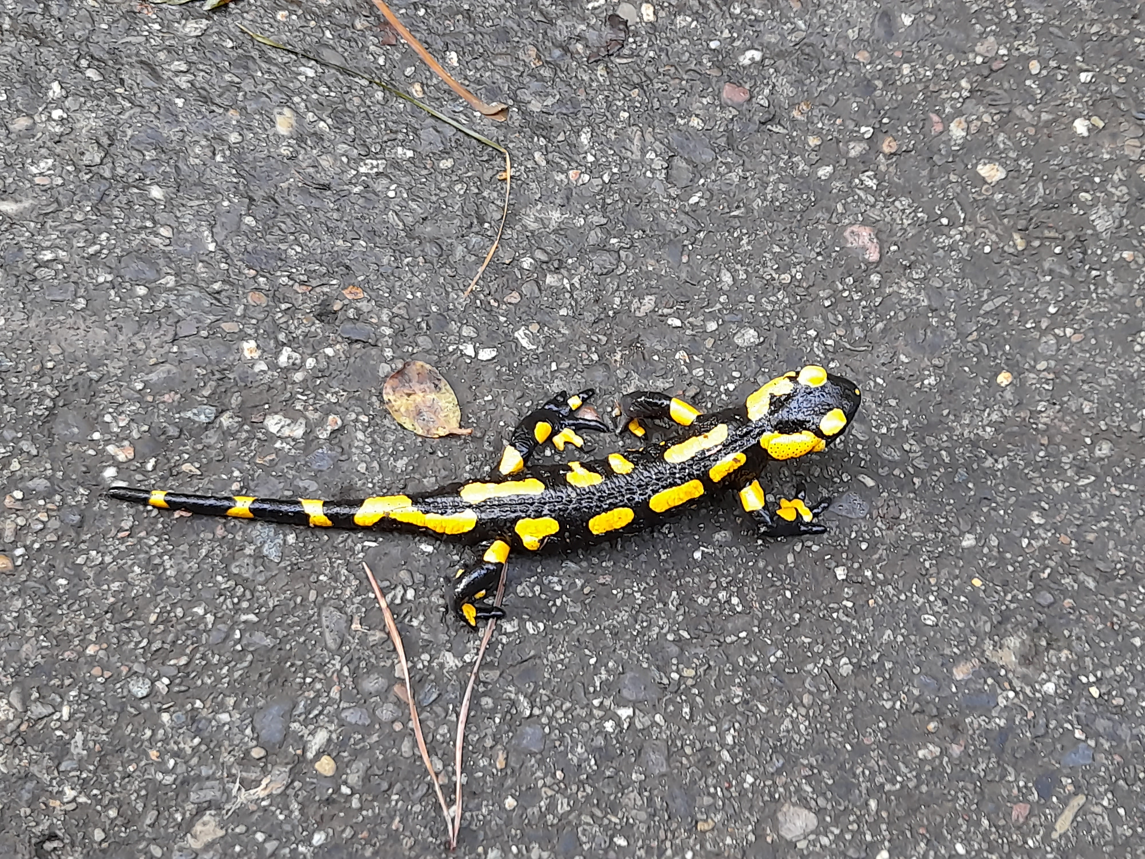 Image 20211020_132723