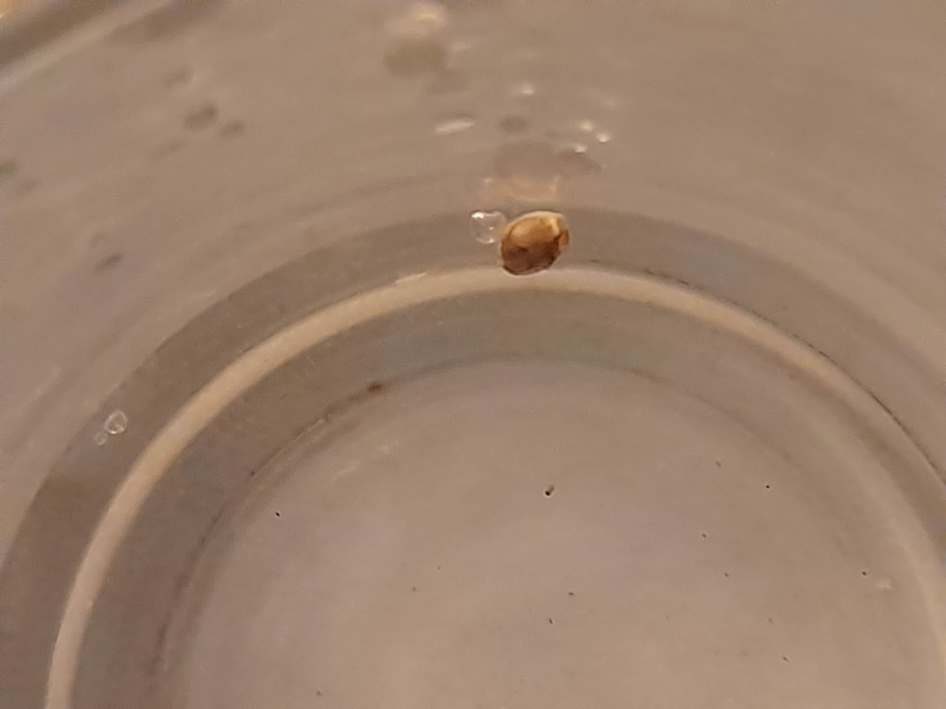 Image 20240403_013537