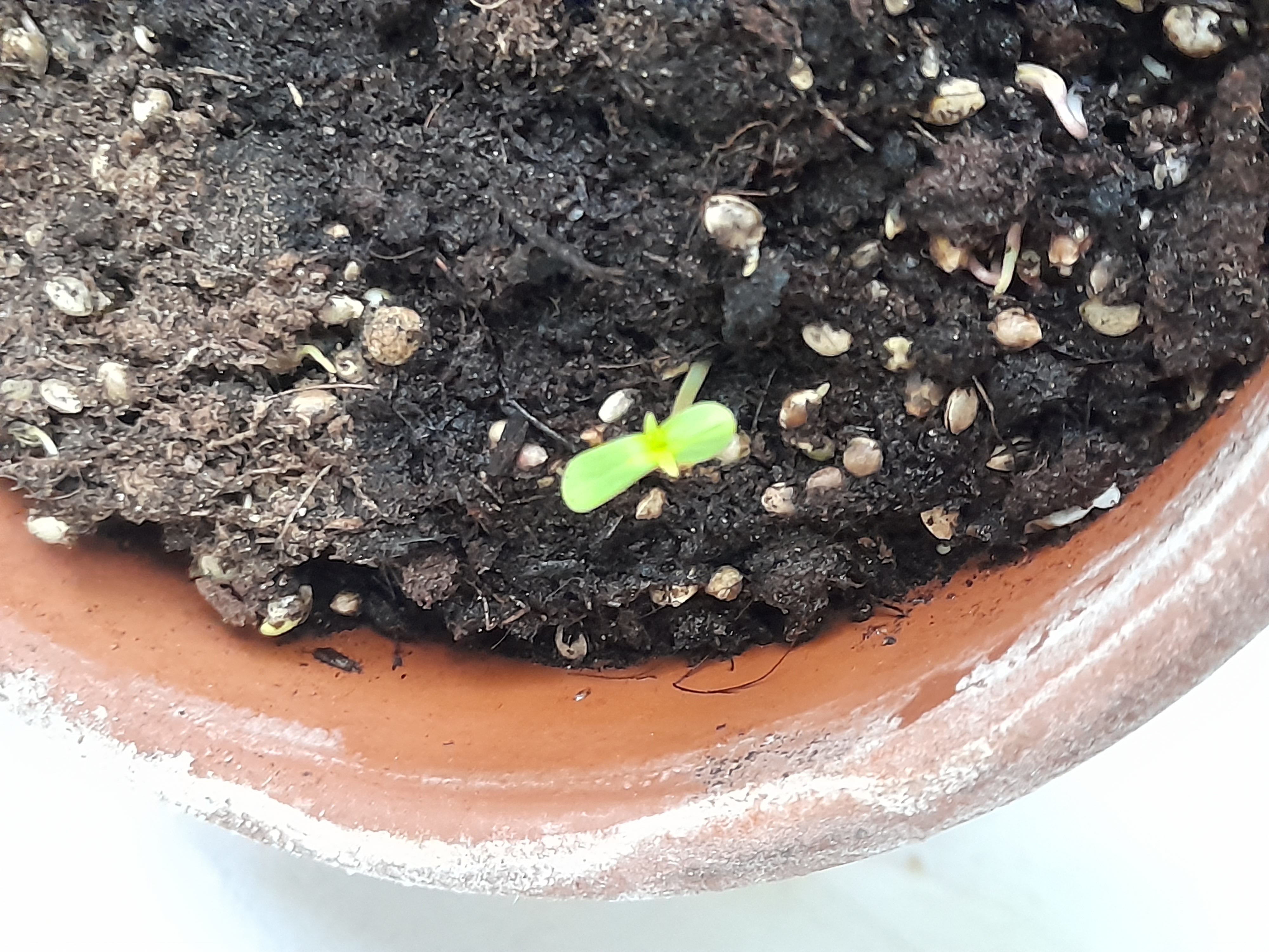 Image 20240409_095019