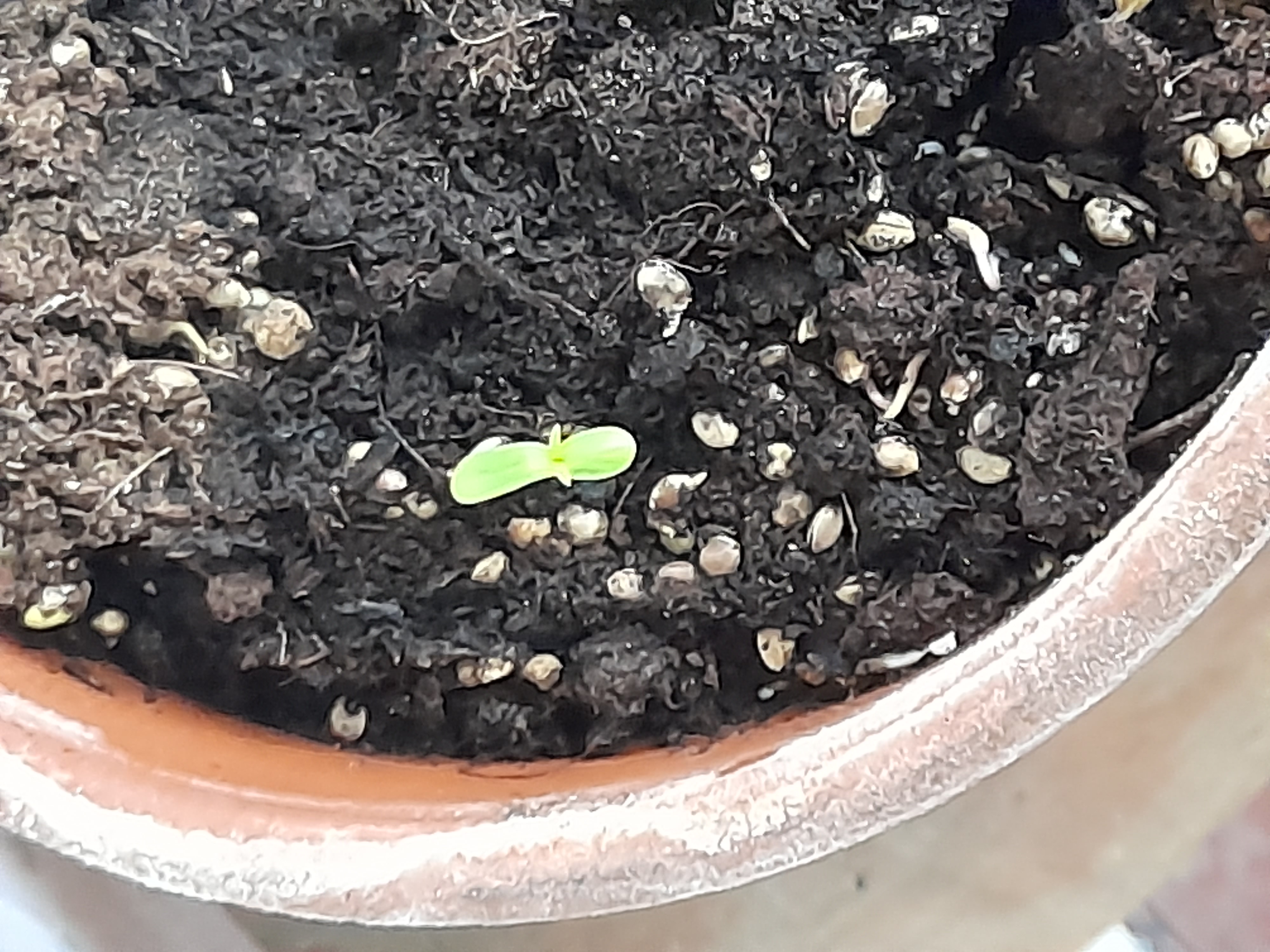 Image 20240409_095025