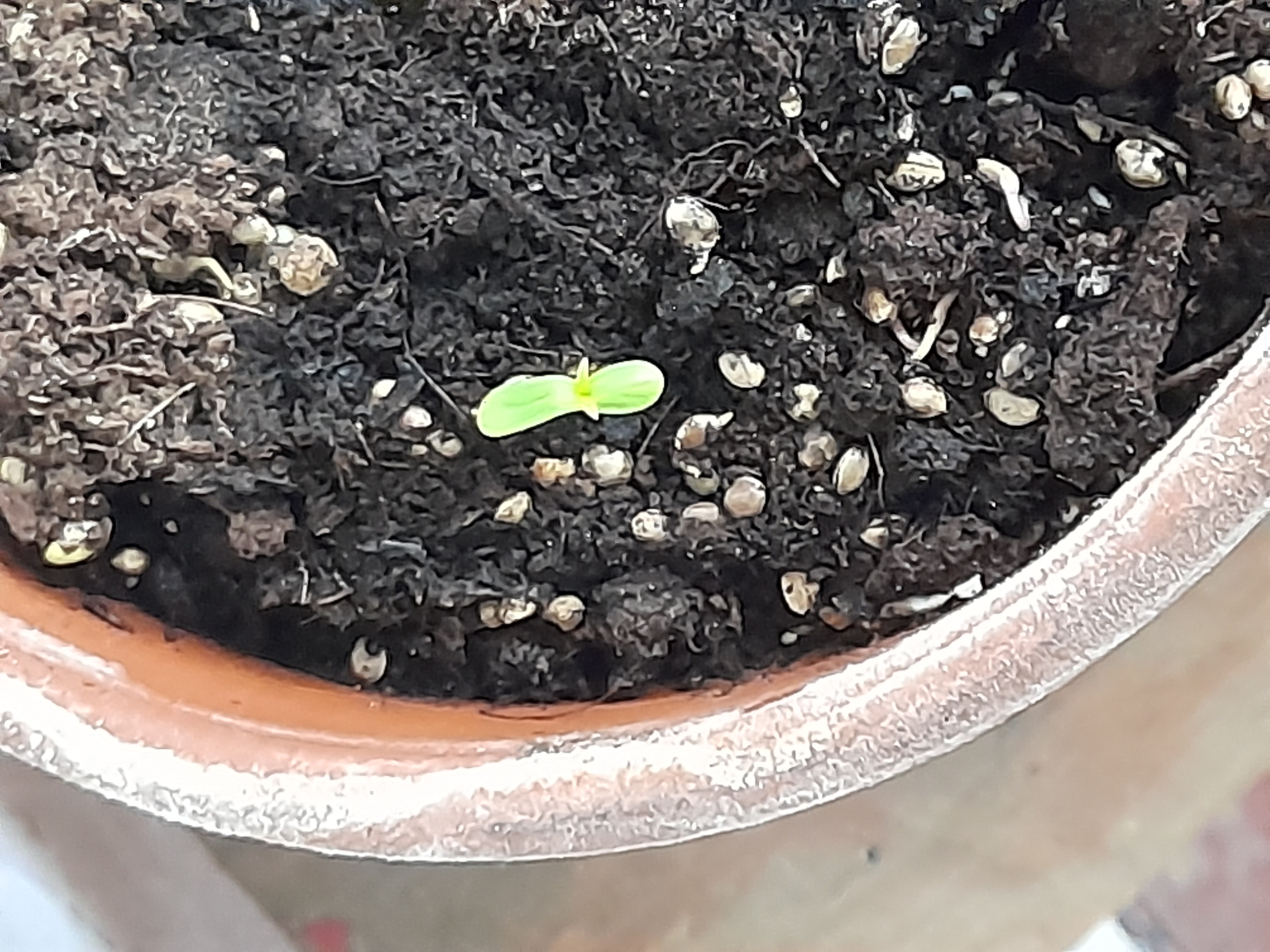 Image 20240409_095026