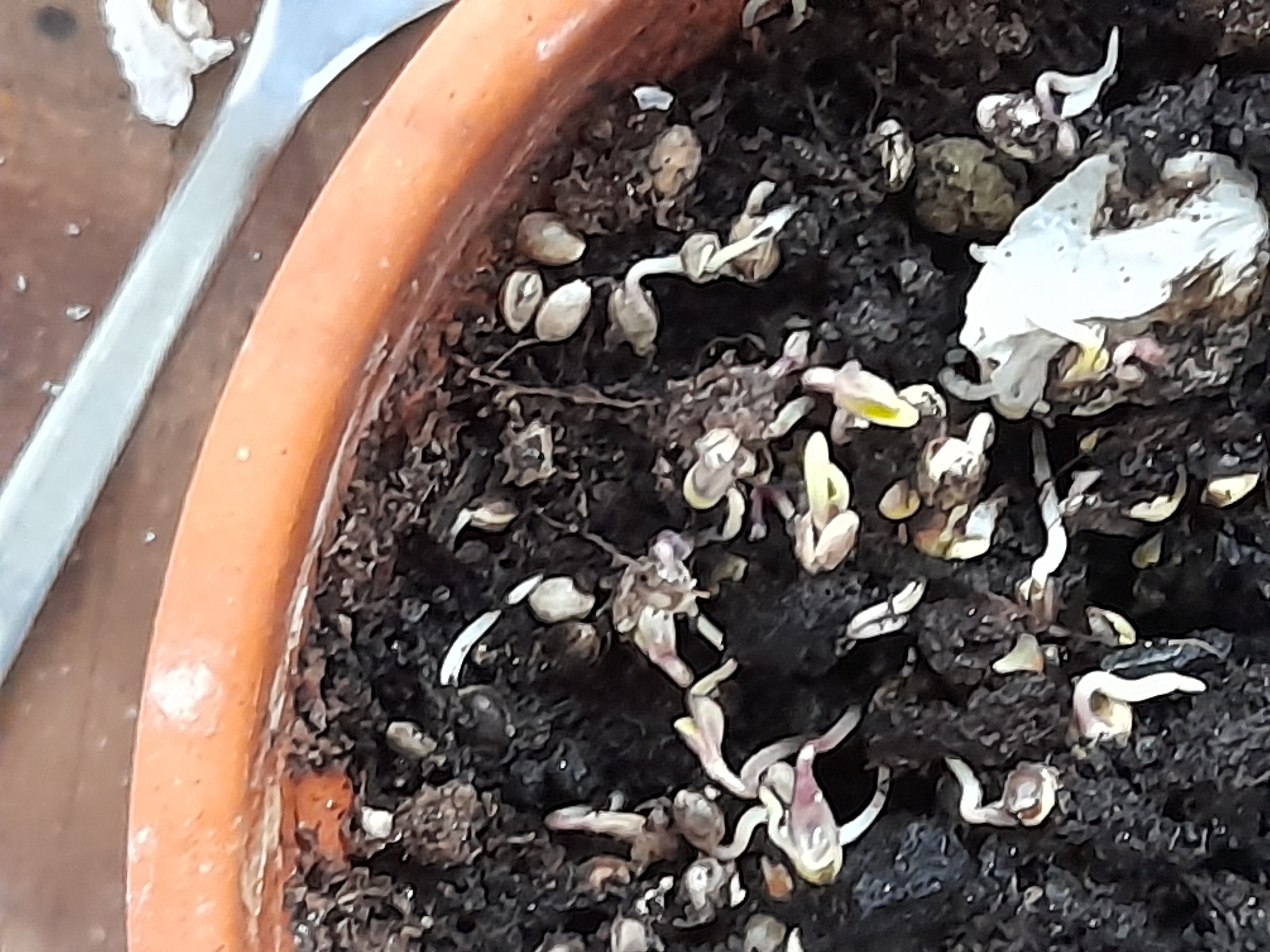 Image 20240409_095030