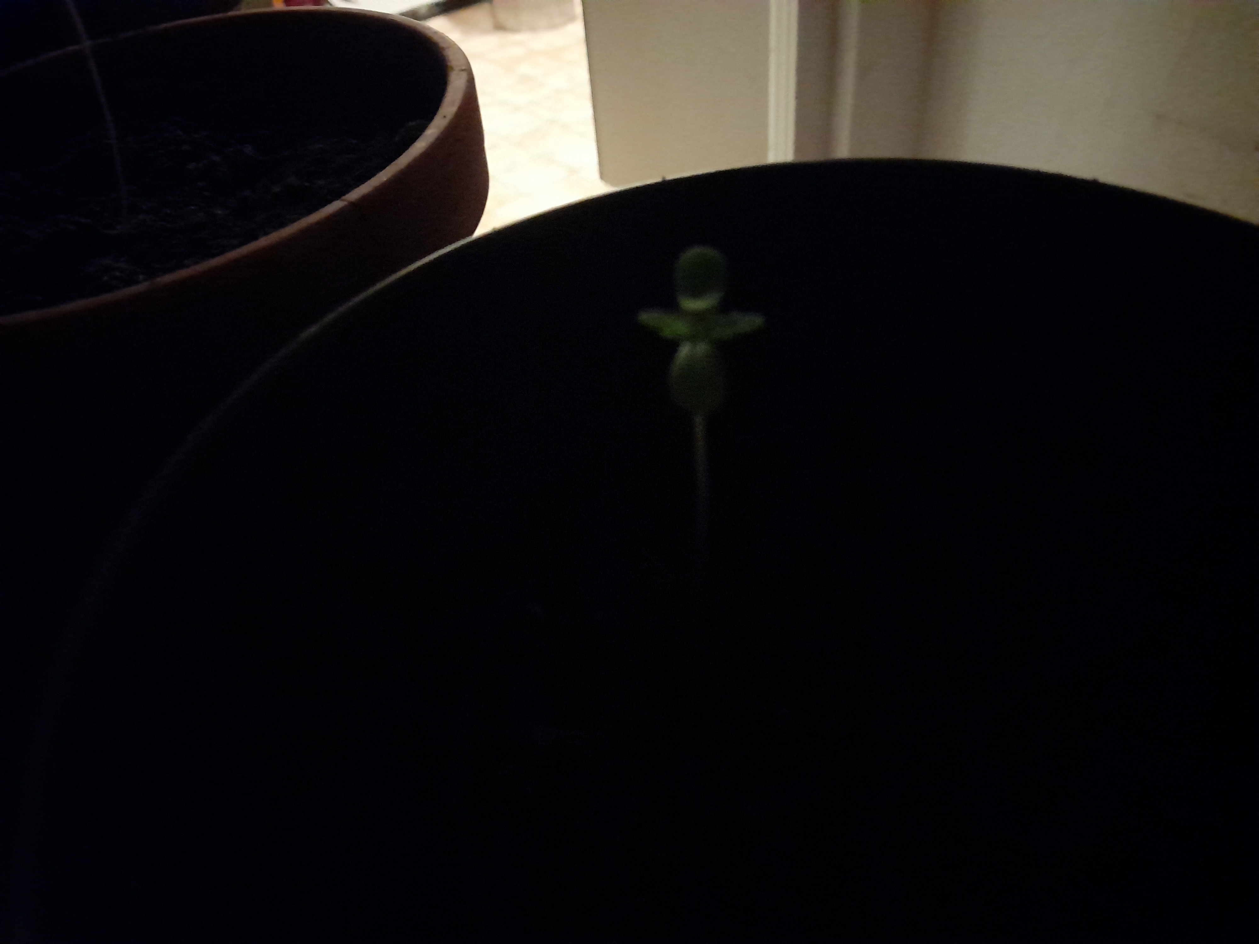 Image 20240414_033133