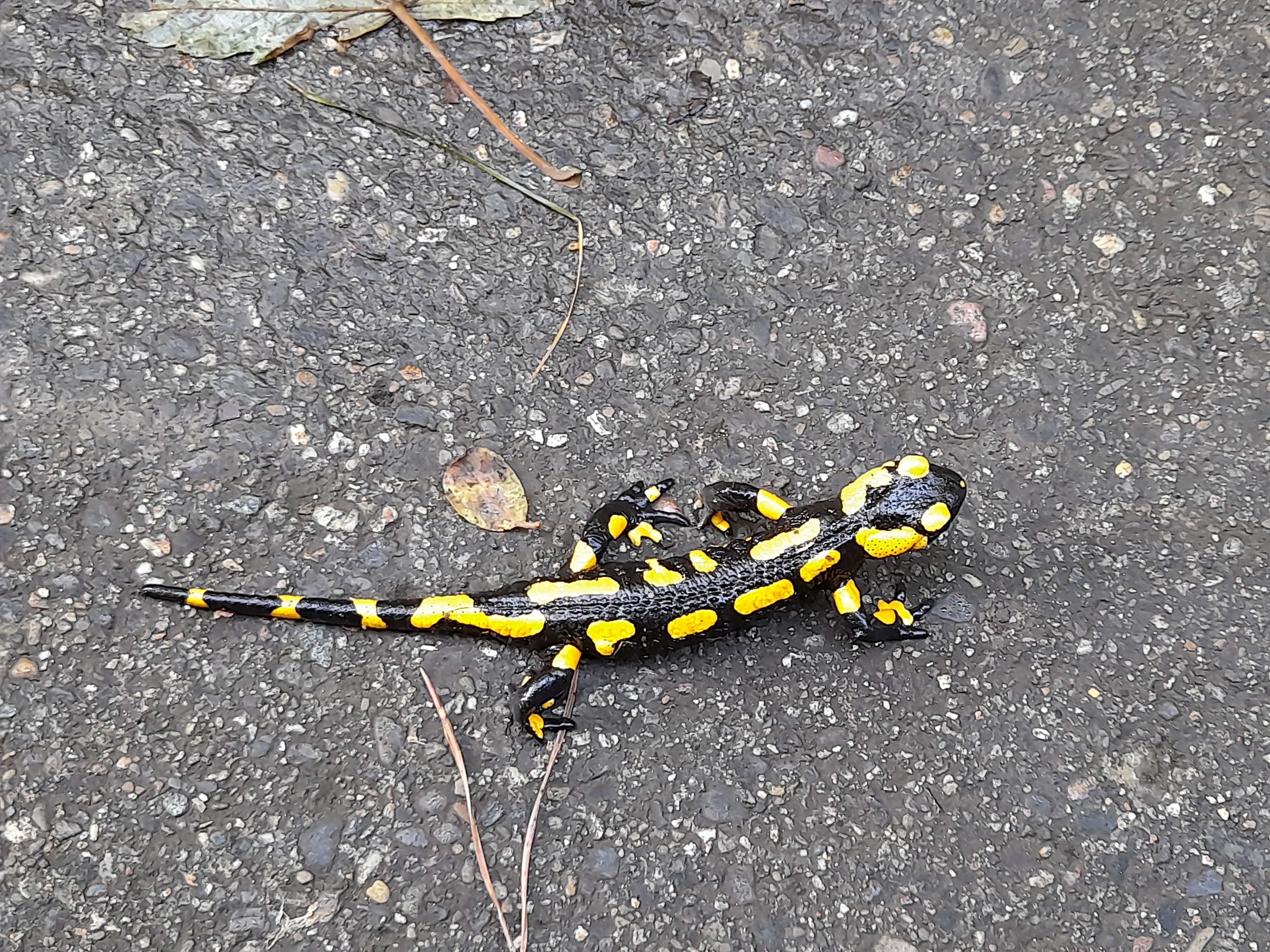 Image 20211020_132726