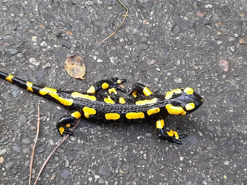 Image 20211020_132730