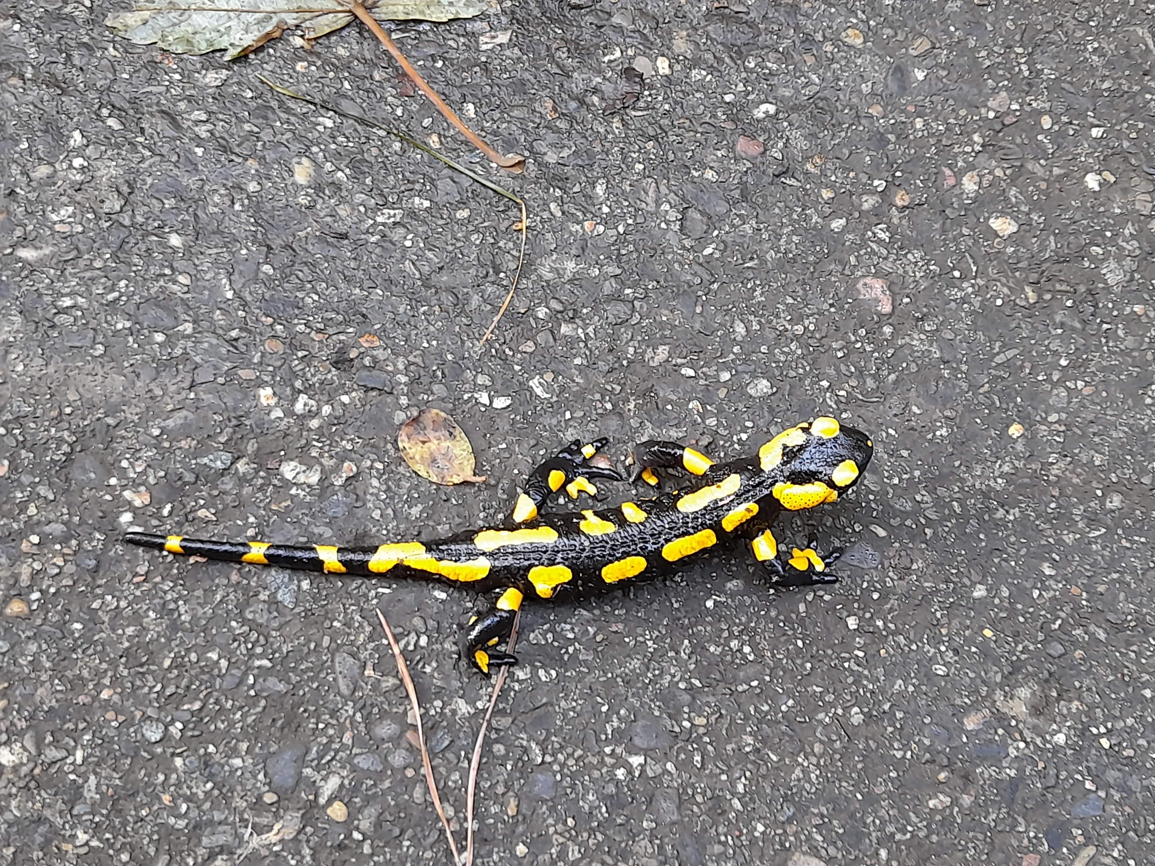 Image 20211020_132725