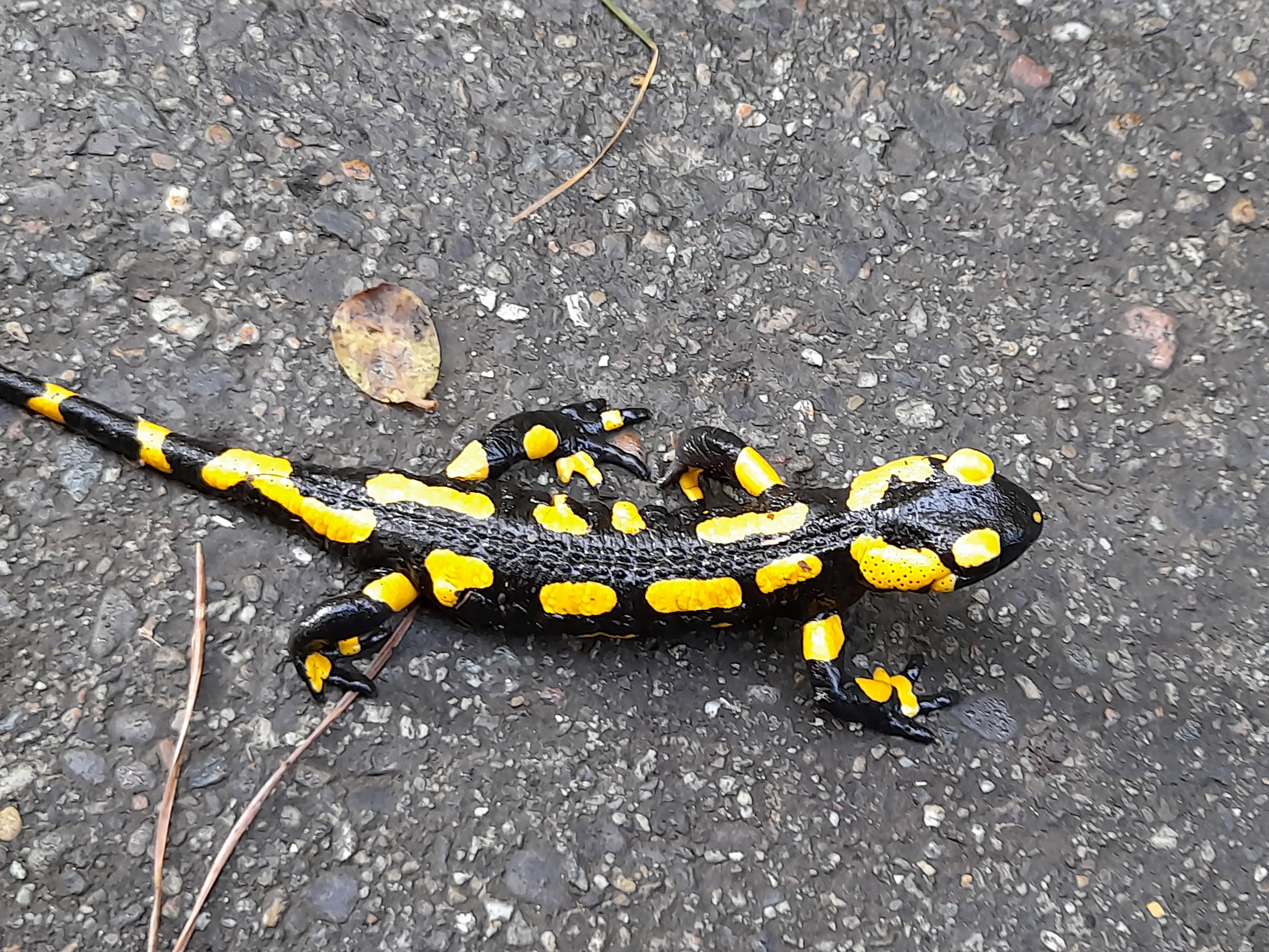 Image 20211020_132730